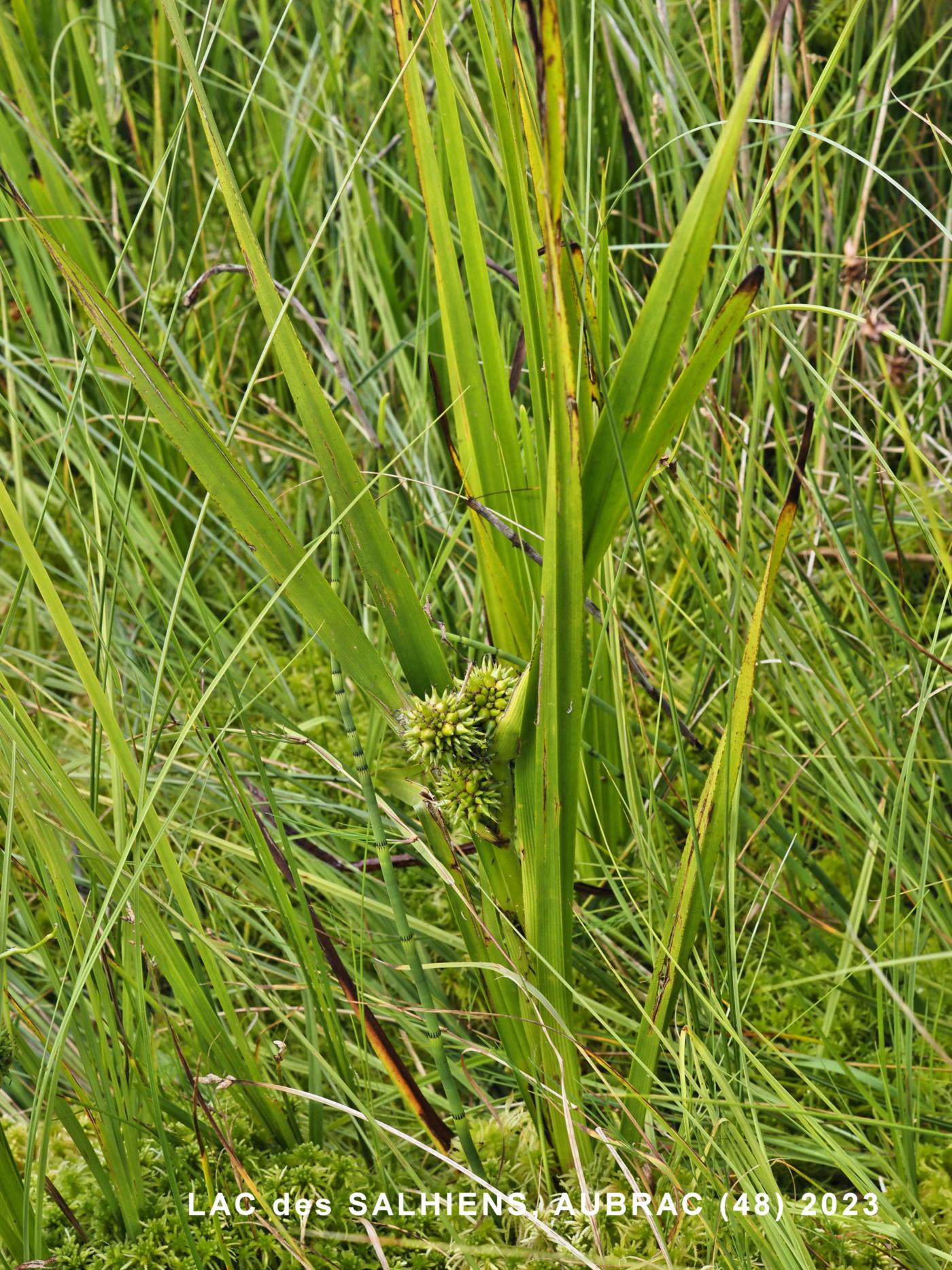 Bur-reed, Common plant